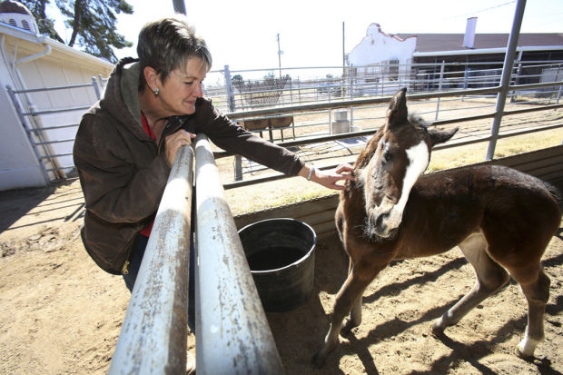 Dean tries to bring University of Arizona a new breed of vet school